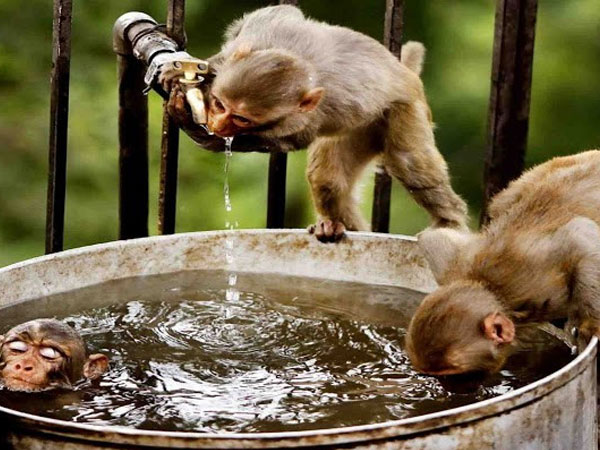 Khám phá món ăn được cho là kinh dị và tàn bạo nhất Trung Quốc