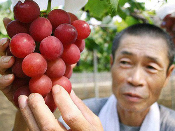 Đây là giống nho đắt nhất thế giới: Ăn một chùm hết 250 triệu, ăn một quả chỉ tốn 8,5 triệu