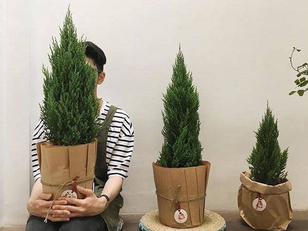 Mệnh Mộc hợp cây gì rước lộc vào nhà?