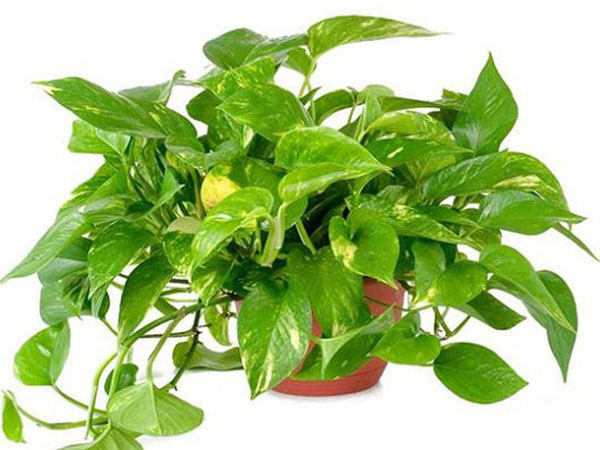 Chuyên gia hướng dẫn các cách đơn giản giảm nhanh, loại bỏ ô nhiễm không khí trong nhà