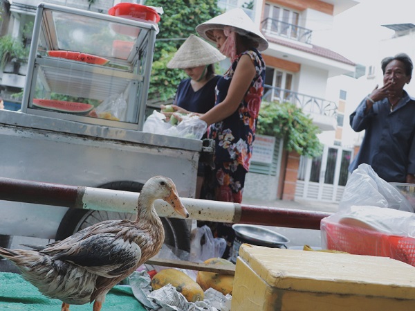 Câu chuyện kỳ lạ về tình mẫu tử của người phụ nữ bán trái cây và chú vịt biết làm nũng ở Sài Gòn