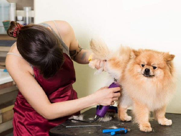 Cắt lông chó - nghề siêu hot lọt top 10 công việc có lương cao nhất ở Việt Nam, kiếm hơn 18 triệu đồng/tháng nhàn như chơi, liệu sự thật như thế nào?