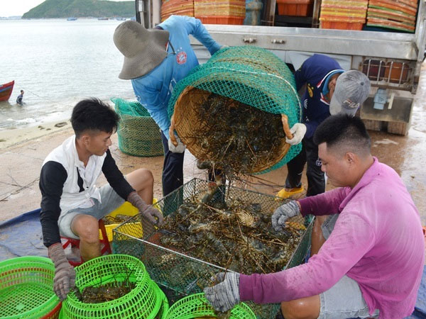 Trung Quốc đóng lối nhỏ, tôm cá rớt giá, dân Việt khóc ròng