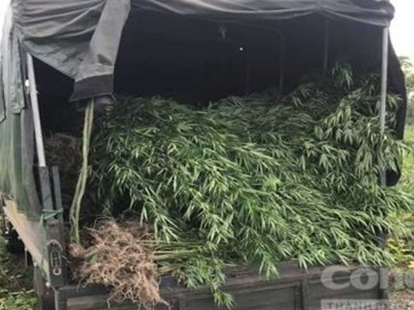 Phát hiện vụ trồng hơn 2.100 cây cần sa tại Gia Lai