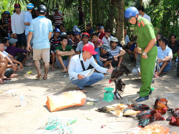 Đánh úp trường gà có 100 con bạc tham gia
