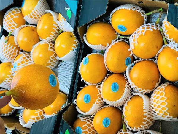 Sính ngoại, nhà giàu đổ xô mua chanh leo vàng giá 800.000 đồng/kg