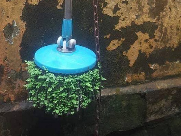 Thêm một ca ở bẩn khiến dân mạng câm nín: Cây lau nhà 3 năm không dùng mọc hẳn cả rừng cây xanh mướt