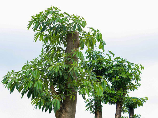 Hàng hoa sữa chuyển từ hồ Tây lên bãi rác Nam Sơn thay đổi khác lạ