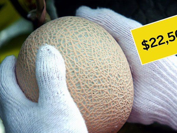 Vì sao dưa lưới có giá hơn 500 triệu đồng một quả tại Nhật Bản?