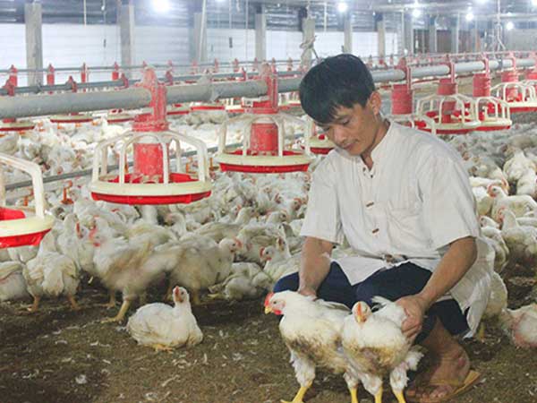 Ăn nhậu kiểu dân Việt, hàng chục triệu USD nhập chân gà đông lạnh