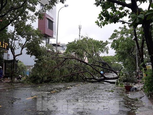 Video: Mưa gió ào ào, cây bật gốc ngổn ngang ở Đà Nẵng
