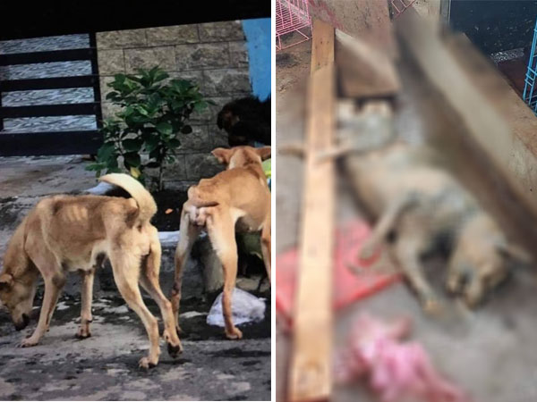 Cô gái trẻ đẹp núp bóng cứu hộ động vật để kêu gọi quyên góp rồi bỏ mặc nhiều chú chó chết trong căn nhà đầy chất thải