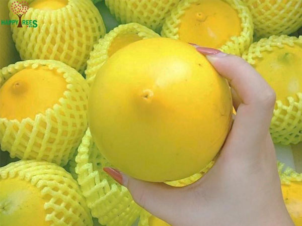 Bí mật chưa từng biết về vú sữa hoàng kim 1 triệu đồng/kg