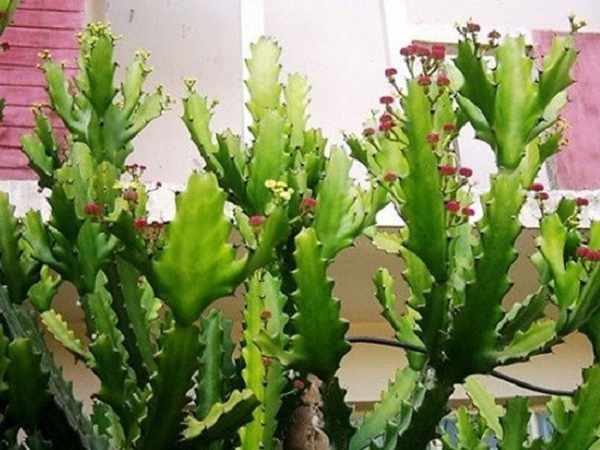 Cuối năm tuyệt đối không được trồng 5 loại cây này trước cửa nhà, nếu có phải chặt bỏ ngay
