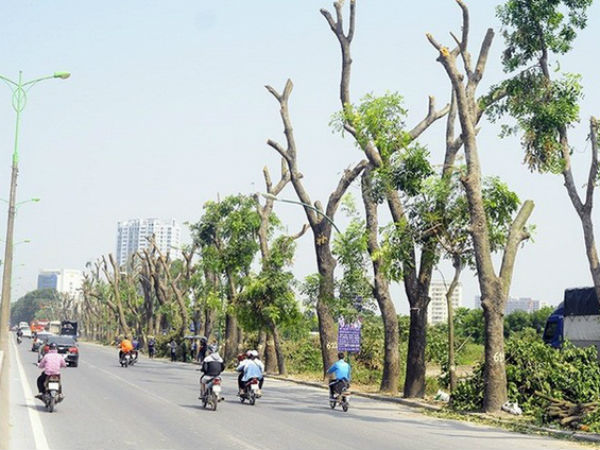 Di chuyển, chặt hạ 85 cây xanh thi công đường vành đai 2