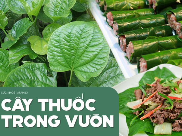 Nhiều người đun nước lá lốt ngâm chân mỗi tối để chữa đau nhức xương khớp: Chuyên gia hé lộ thêm nhiều điều bất ngờ hơn từ lá lốt