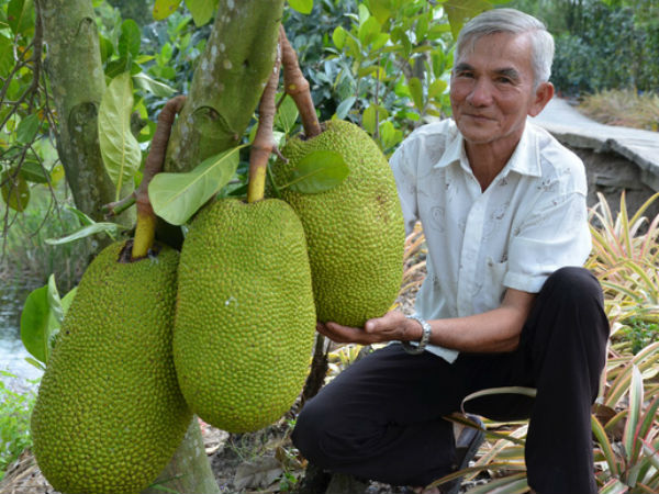 Mít Thái được bán với giá 50 - 70.000 đồng/kg