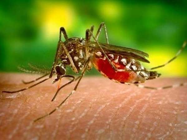 Việt Nam tiến tới loại trừ bệnh sốt rét vào năm 2030