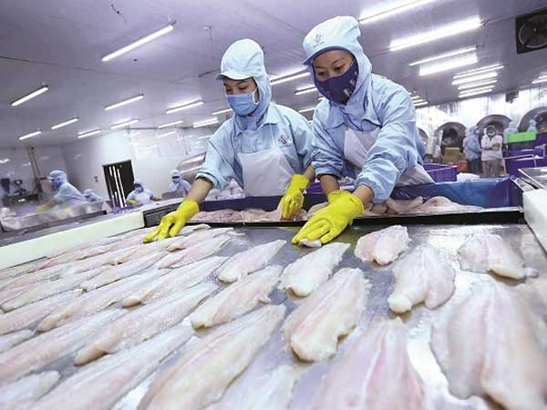 Mỹ chính thức công nhận chuẩn ATTP của cá tra Việt Nam