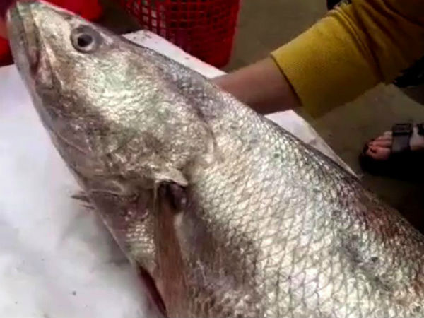 Quảng Ngãi: Ngư dân bắt được cá nặng 14kg nghi là cá sủ vàng