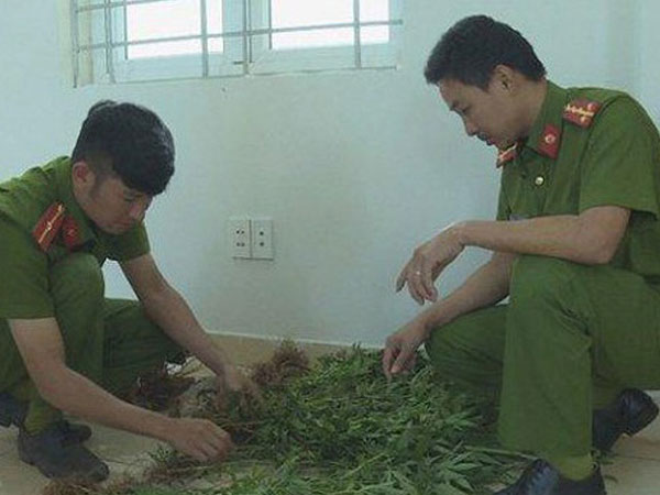 Đắk Lắk: Phát hiện hàng trăm cây cần sa trồng trong rẫy cà phê