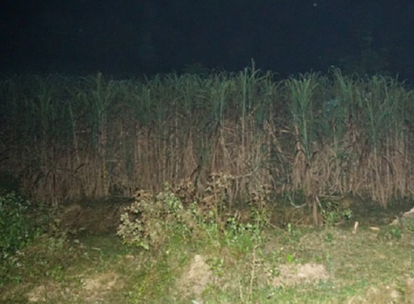 Mẹ kế giết con riêng của chồng, vứt xác ở vườn mía: Nghi phạm có thể thoát án tử hình vì đang nuôi con nhỏ?