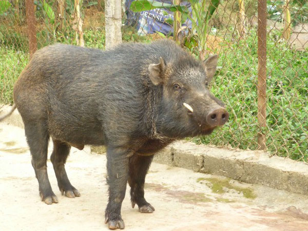 Mỹ: Một phụ nữ bị đàn lợn rừng tấn công tử vong