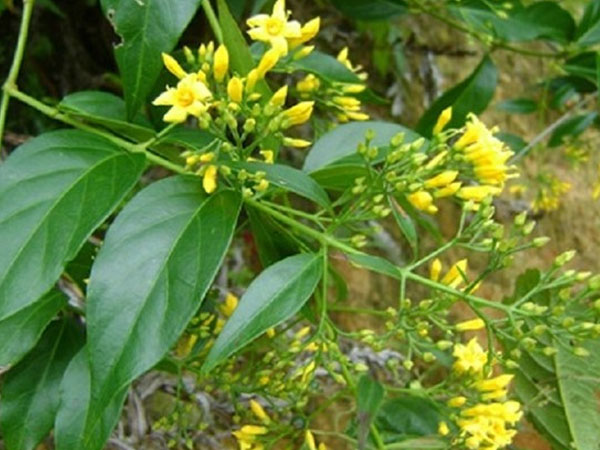 Giận chồng, người phụ nữ gửi ảnh cho gia đình rồi ăn lá ngón tự tử