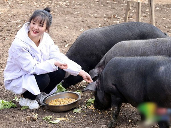 Giữa cơn bão thịt lợn tăng giá, người cha tuyên bố: 'Nếu ai cưới con gái tôi, tôi sẽ cho 300 con lợn làm của hồi môn'