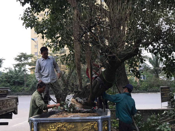 Khách đặt gần hết quất cảnh chơi Tết trước 2 tháng, chủ vườn nói bày ra phố cho vui
