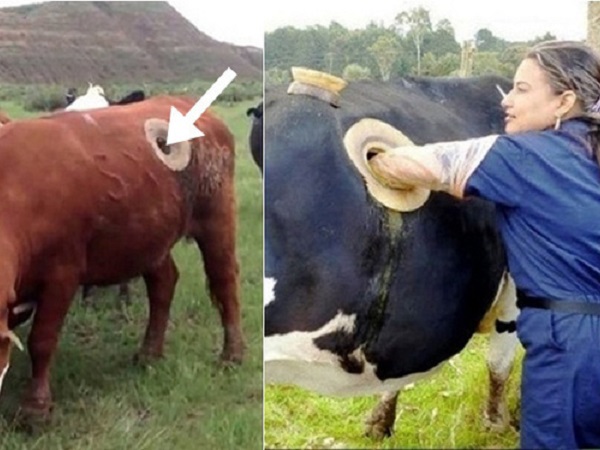 Vì sao nhiều con bò không những không chết mà còn sống khỏe mạnh nhờ bị đục lỗ ngay trên cơ thể?