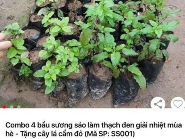 Đăng bán hình cây xanh tốt, Sendo giao cho khách…đống cỏ khô!
