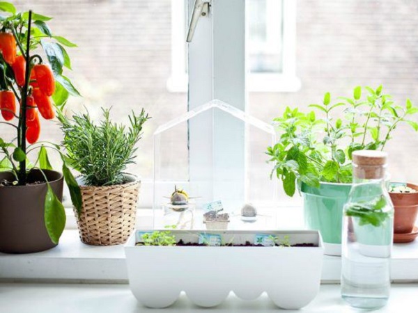 Những loại cây phong thuỷ nên trồng trong gian bếp, Thần Tài ưng ý mở túi phát lộc, xin gì cũng cho