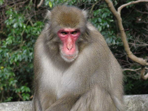 Tại sao không được nhìn chăm chú vào mắt khỉ macaca?