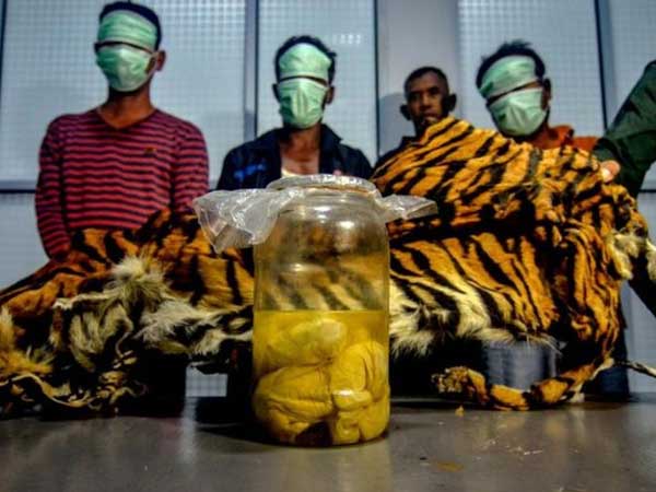 Indonesia bắt giữ 5 người tàng trữ bào thai hổ