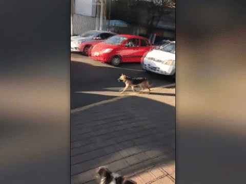 Video: Bị bỏ rơi, chú chó tuyệt vọng chạy theo xe của chủ khiến người xem rơi nước mắt