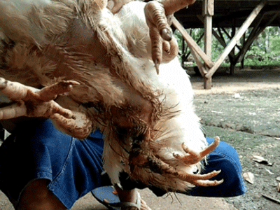 Video: Cận cảnh chú gà 4 chân siêu hiếm gặp được trả giá hơn 80 triệu