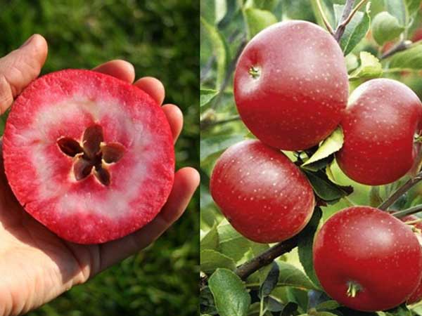 Chị em phấn khích với giống táo vỏ đỏ, ruột cũng đỏ mà lại không phải là quả biến đổi gen