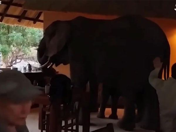 Video: Voi lao vào khách sạn cướp bữa sáng của khách