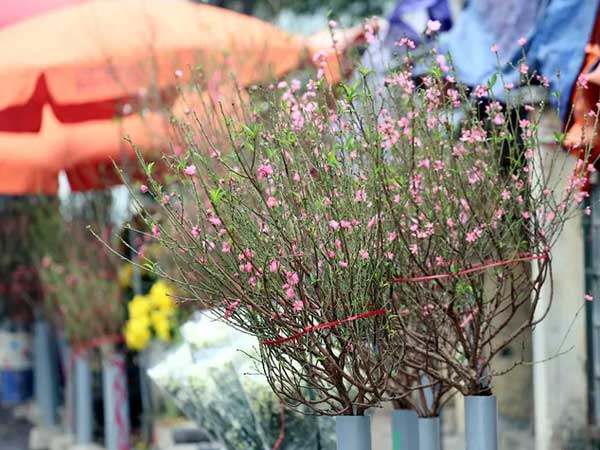 Đào Tết bất ngờ xuống phố, người Hà Nội 'ngơ ngác', thích thú