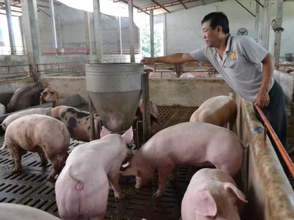 Giá thịt lợn tăng là do người chăn nuôi 'găm' hàng?
