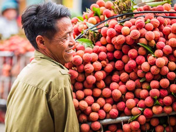 Vải thiều chính thức được phép xuất khẩu trực tiếp sang Nhật