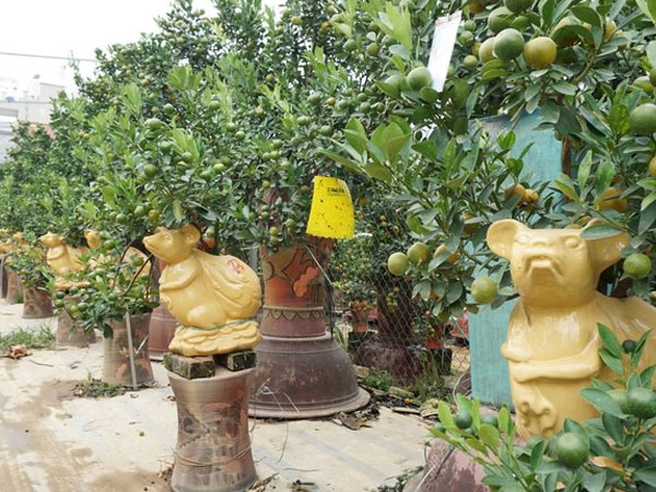 'Chuột vàng cõng quất bonsai' hút khách, hốt bạc mùa Tết