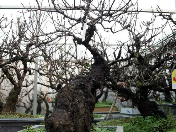 Chuyện lạ về một nghệ nhân làm nhà, lắp điều hòa cho đào Thất thốn