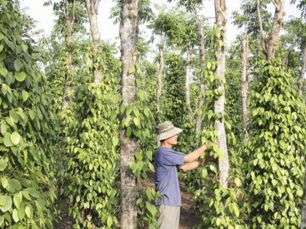 Làm gì để ngành hồ tiêu bứt phá?