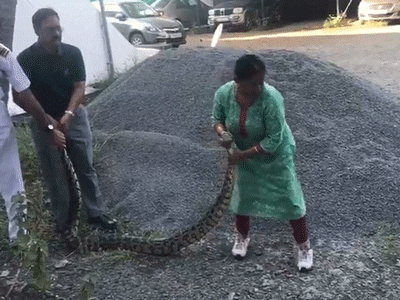 Video: Người phụ nữ 60 tuổi tay không tóm gọn trăn 'khủng'