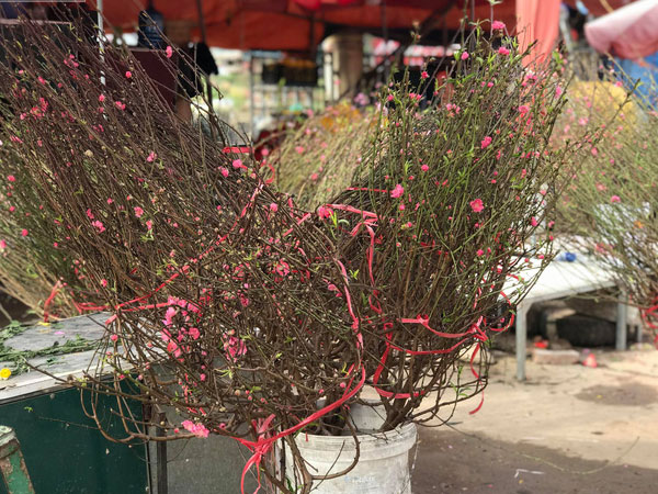 Chưa tới Tết, đào nở sớm 'xuống phố', giá nửa triệu đồng/cành