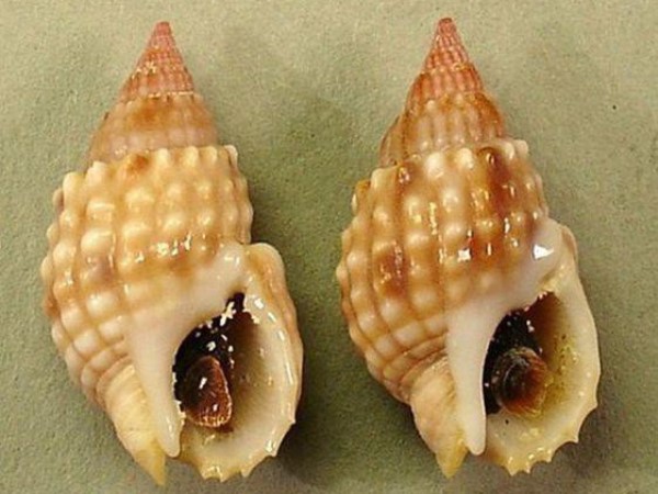 Một phụ nữ bị ngộ độc nguy kịch vì ăn ốc biển