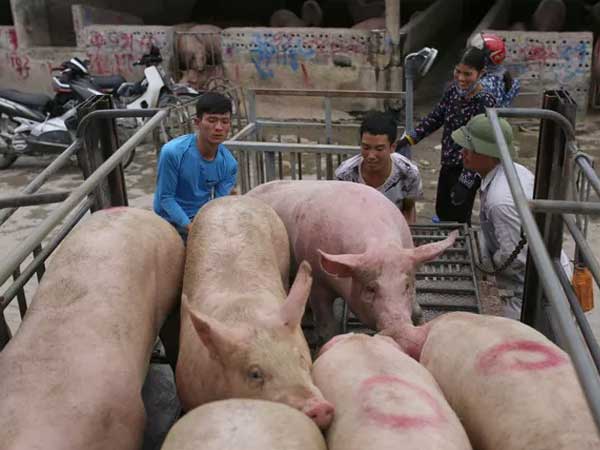 Lợn hơi hạ giá, tiểu thương lại... khóc!