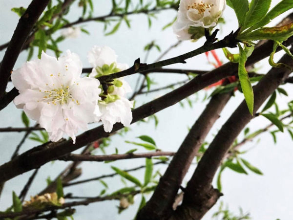 Chưa nở hoa, cây bạch đào độc nhất tại Nhật Tân vẫn được trả giá thuê 40 triệu đồng